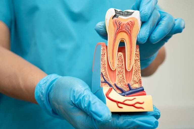 A person wearing blue gloves holds a detailed cross-sectional model of a human tooth, highlighting inner structures like nerves, blood vessels, and enamel layers at a Northville dental office.